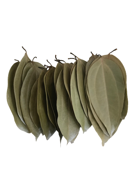 Ceylon Cinnamon Tree Leaves 24Nos (Bayleaf alternate)