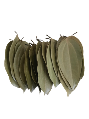 Ceylon Cinnamon Tree Leaves 24Nos (Bayleaf alternate)